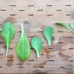 Urban-Foraging
