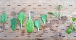 Urban-Foraging